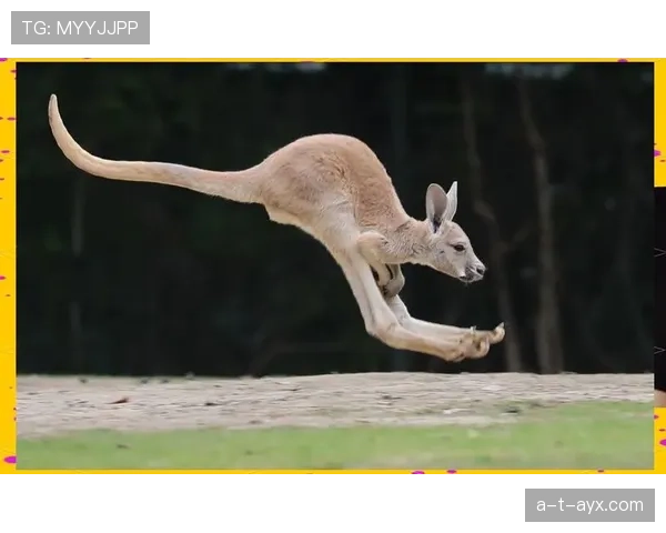 西布朗袋鼠赛季首秀惊艳全场，惊人跳跃力引关注